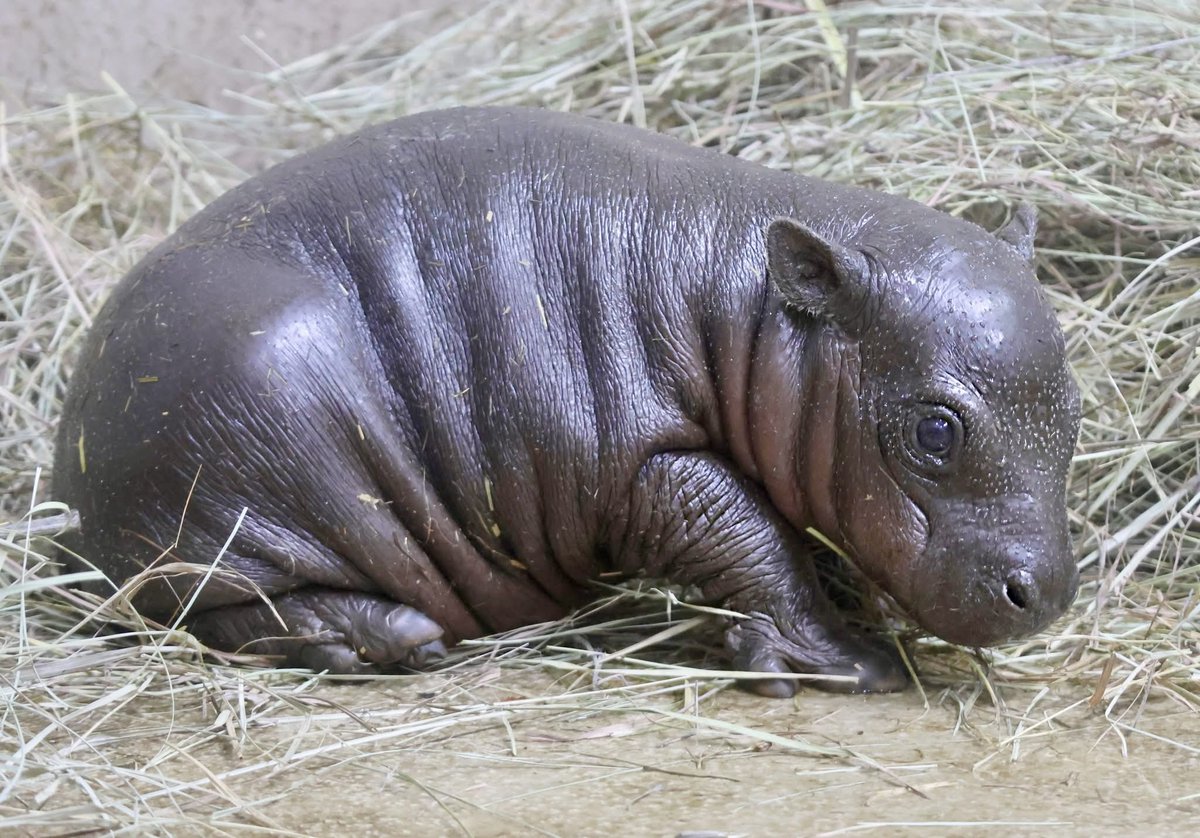 Tanganyika Wildlife Park (@tanganyikapark) on Twitter photo <a href="/MarsPygmySOL/">Mars | Fan Page</a> WOW! Thanks for the donations from the Mars Community. The name will be announced Saturday so stay tuned if this little hippo officially becomes Mars. Or might it be Styx or Thor? <a href="/MarsPygmySOL/">Mars | Fan Page</a> WOW! Thanks for the donations from the Mars Community. The name will be announced Saturday so stay tuned if this little hippo officially becomes Mars. Or might it be Styx or Thor?