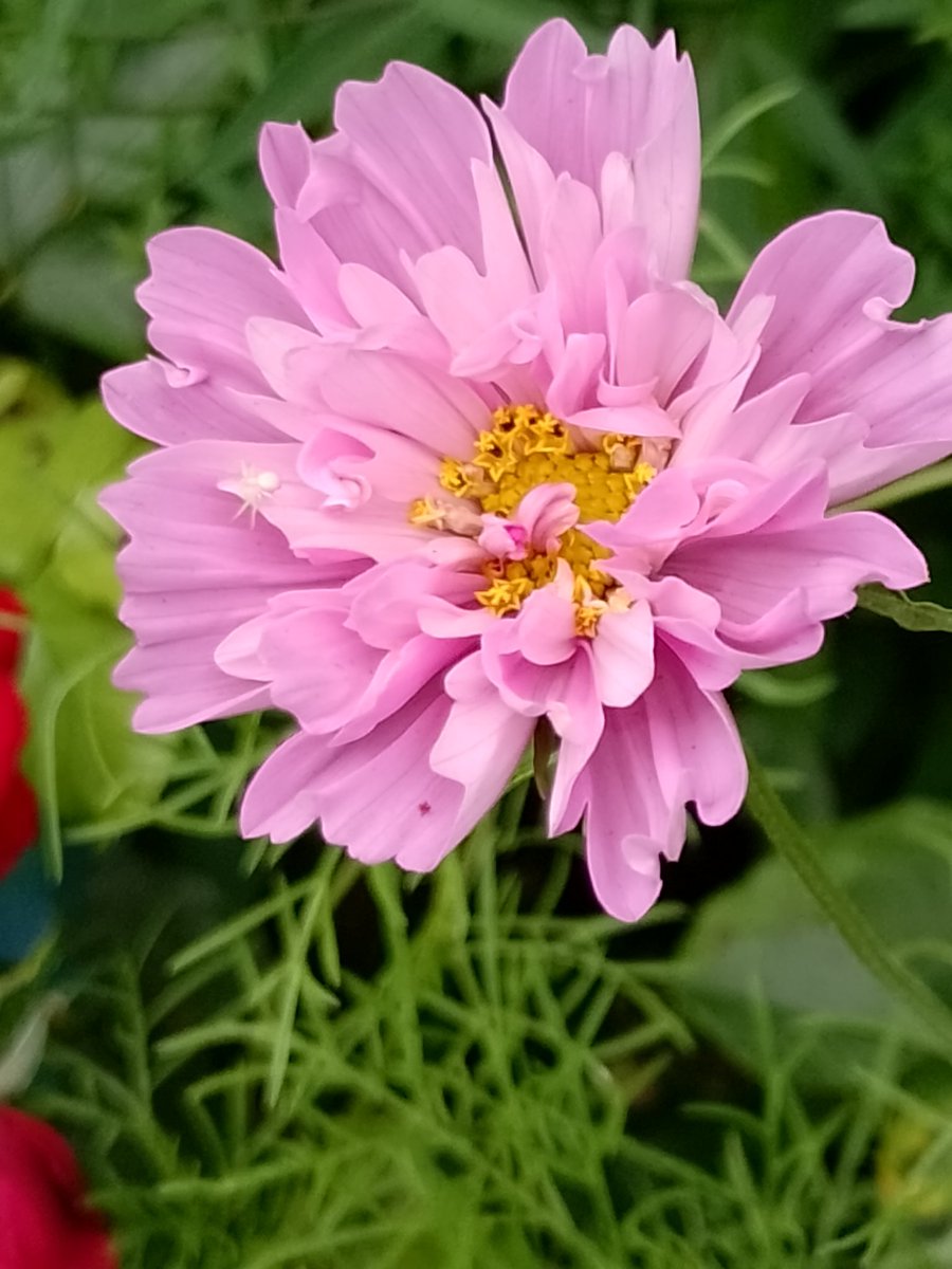 BuffbayB's tweet image. Shamed by this after moaning about how pathetic my Cosmos and Zinnias are.