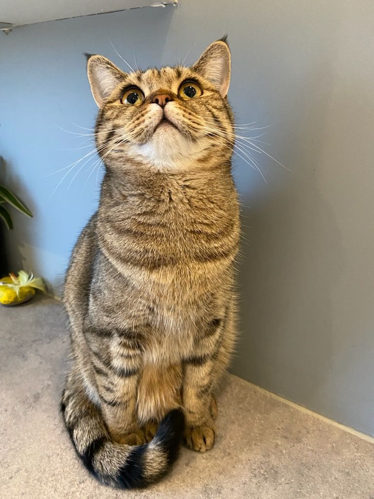 Name suggestions for my (4 year old) baby that I got suddenly today