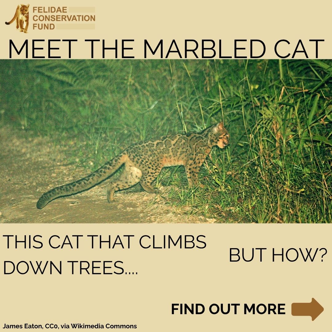 _kylechassse's tweet photo. Have you ever heard of the Marbled Cat? A species unique to Southeast Asia, this small cat is uniquely adapted to forest environments. Comment below how you think this cat got its name! Learn more: https://t.co/En05aGaIBs #marbledcat #asia #wildcat #conservation #arboreal https://t.co/NJaWlhJDVm
