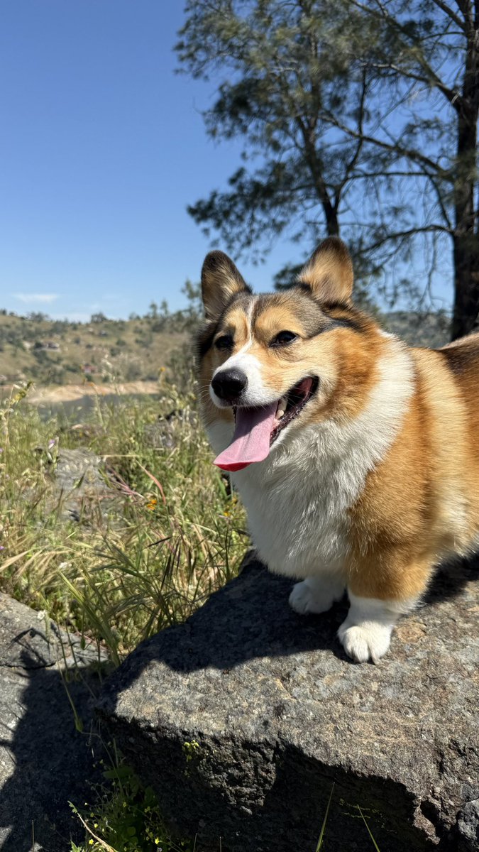 WinstonCorgiDog's tweet image. Happy Tongue-Out Tuesday Corgi Dog Winston-Family!🐶👅👍🏻 Hope You’re All Well and Having a Great Day Today Furiends!💕 Peace and Blessings💌❤️ #Happy #TongueOutTuesday #Corgi #Dog #Family