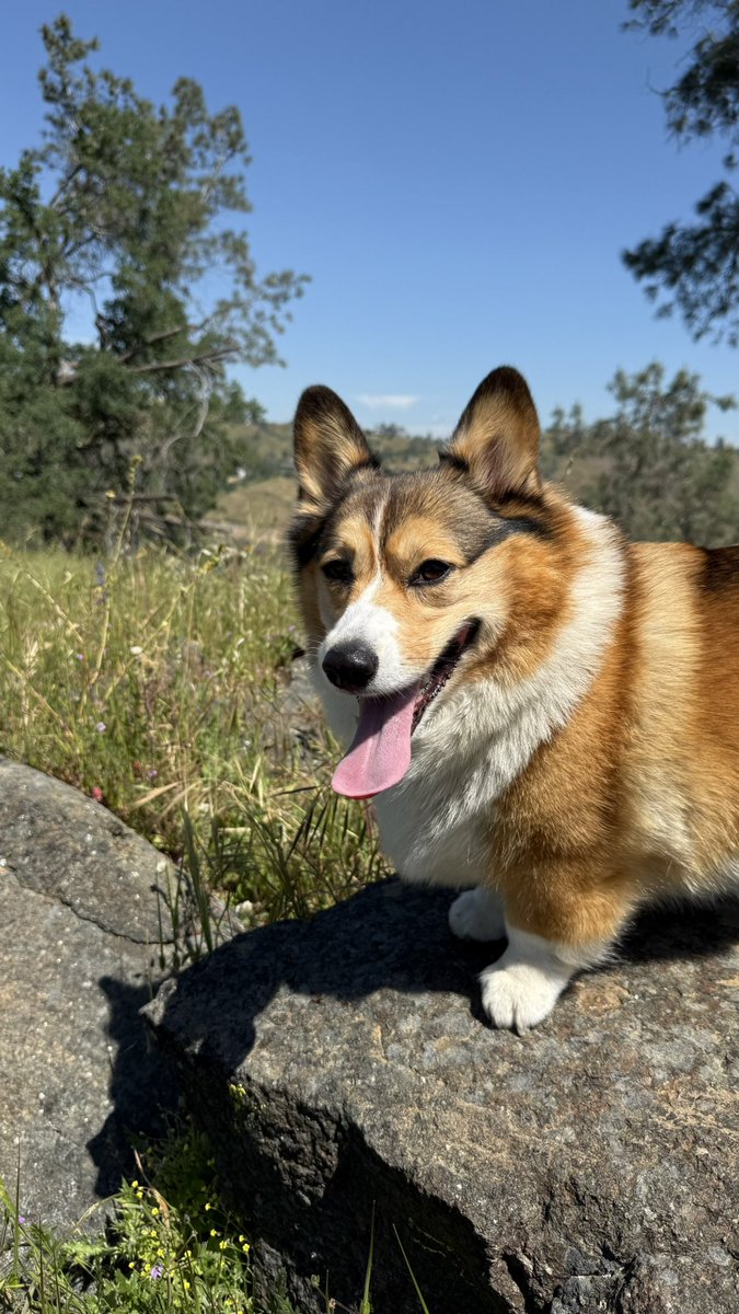 WinstonCorgiDog's tweet image. Happy Tongue-Out Tuesday Corgi Dog Winston-Family!🐶👅👍🏻 Hope You’re All Well and Having a Great Day Today Furiends!💕 Peace and Blessings💌❤️ #Happy #TongueOutTuesday #Corgi #Dog #Family