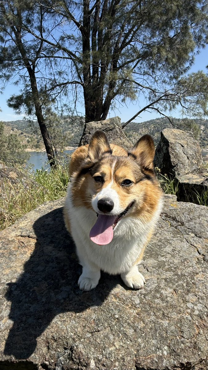 WinstonCorgiDog's tweet image. Happy Tongue-Out Tuesday Corgi Dog Winston-Family!🐶👅👍🏻 Hope You’re All Well and Having a Great Day Today Furiends!💕 Peace and Blessings💌❤️ #Happy #TongueOutTuesday #Corgi #Dog #Family