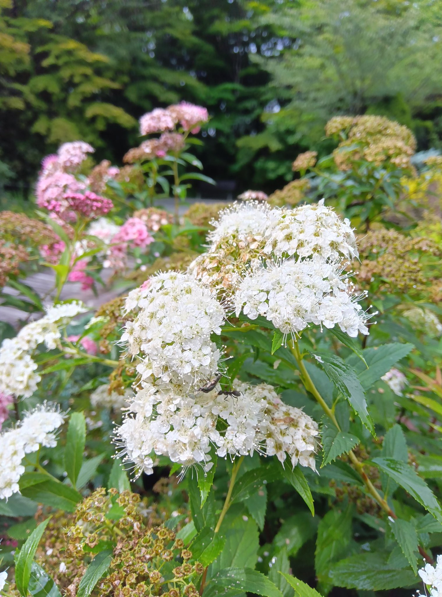 箱根湿生花園 on X: 