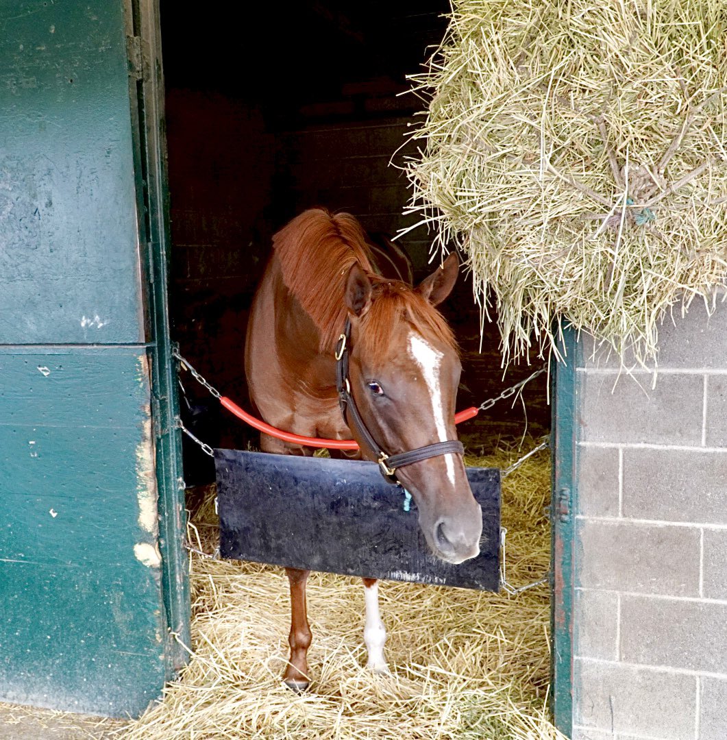 BelladonnaRaci1's tweet image. Last week’s #2YOTuesday spotlight was on the ‘23 NTT-Allusion colt. We have named him PEDROZA in honor of jockey Martin A. Pedroza, who’s been an integral part of Team @reredevaux for years.