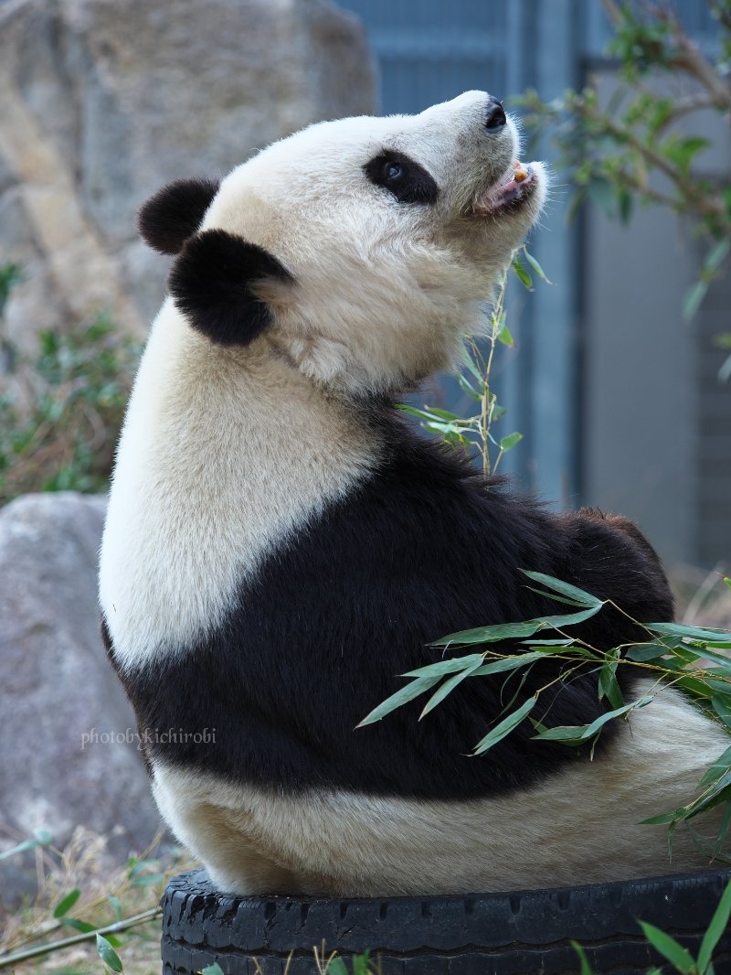 上を向いて笑おう
にっこりタンタン🌟

神戸は朝から雨だねぇ
気をつけていってらっしゃい

　#大好きタンタン　#ありがとうタンタン　#タンタン　#旦旦　#たんたん　#神戸市立王子動物園　#王子動物園　#tantan