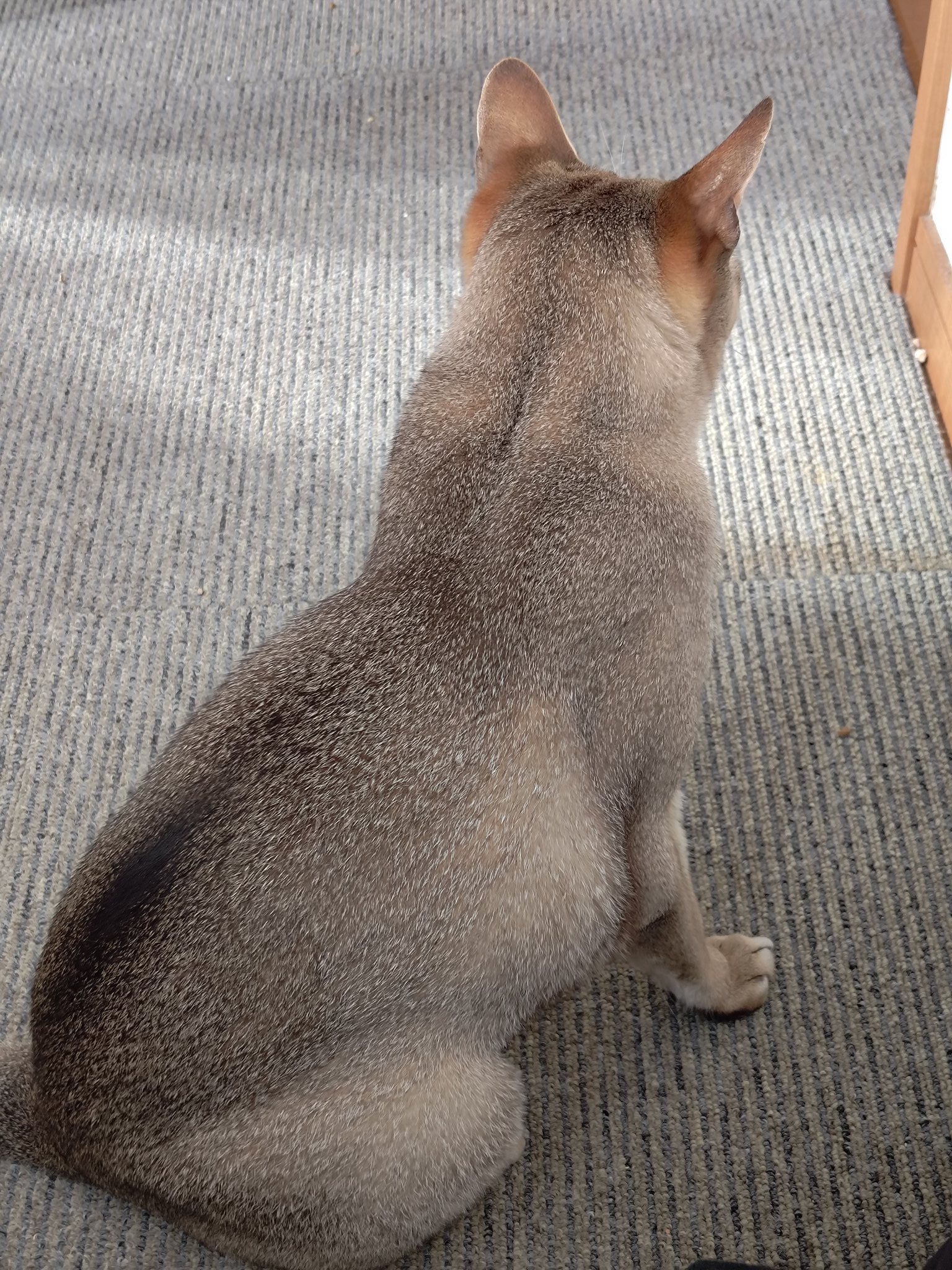 修正作品　プカプカ猫 k7170.jpg