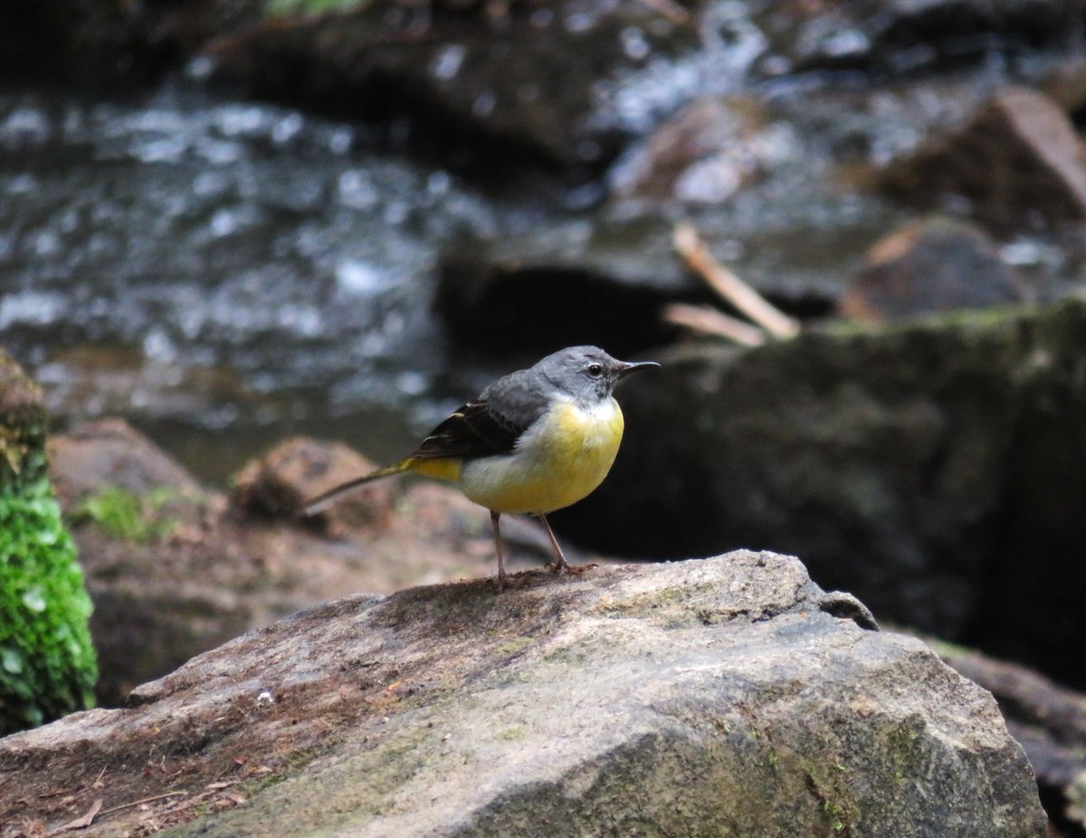 MatthewShute's tweet image. It's another winsome wagtail for
#WaterWednesday !
💚 🕊️ 💛 🩶