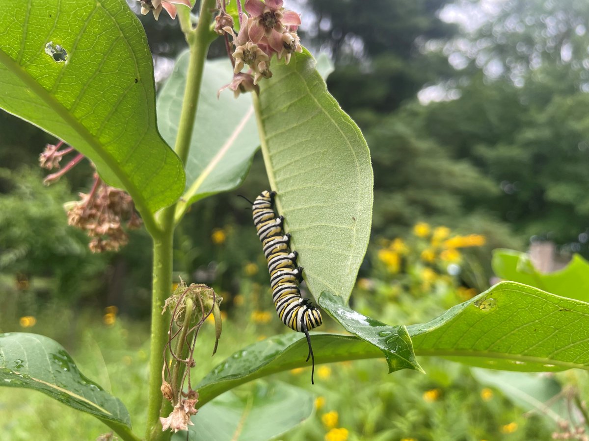 OhioDivWildlife's tweet image. 🦋 Eat your leafy greens! 🍽️
🤩 A monarch caterpillar rapidly progresses through five instars, or stages of growth. It won’t be long before this one enters the chrysalis for the metamorphosis into a monarch butterfly!