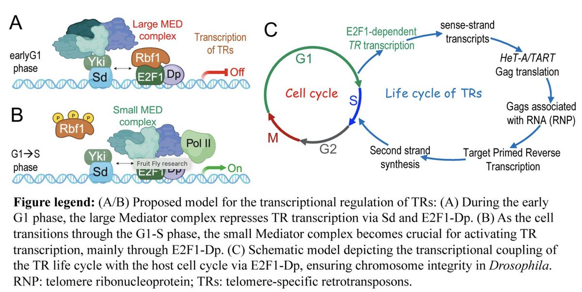 Rajitha Udakara Sam (@rajithausampath) on Twitter photo 📰 Our collaborative study on telomere maintenance in #Drosophila was featured in this month’s Bio Notes newsletter from Tulane’s Dept. of Biochemistry & Molecular Biology!
🔗 medicine.tulane.edu/news/unravelin…
✨ Thanks to everyone who contributed to this work!
#Telomeres #ScienceAdvances 📰 Our collaborative study on telomere maintenance in #Drosophila was featured in this month’s Bio Notes newsletter from Tulane’s Dept. of Biochemistry & Molecular Biology!
🔗 medicine.tulane.edu/news/unravelin…
✨ Thanks to everyone who contributed to this work!
#Telomeres #ScienceAdvances