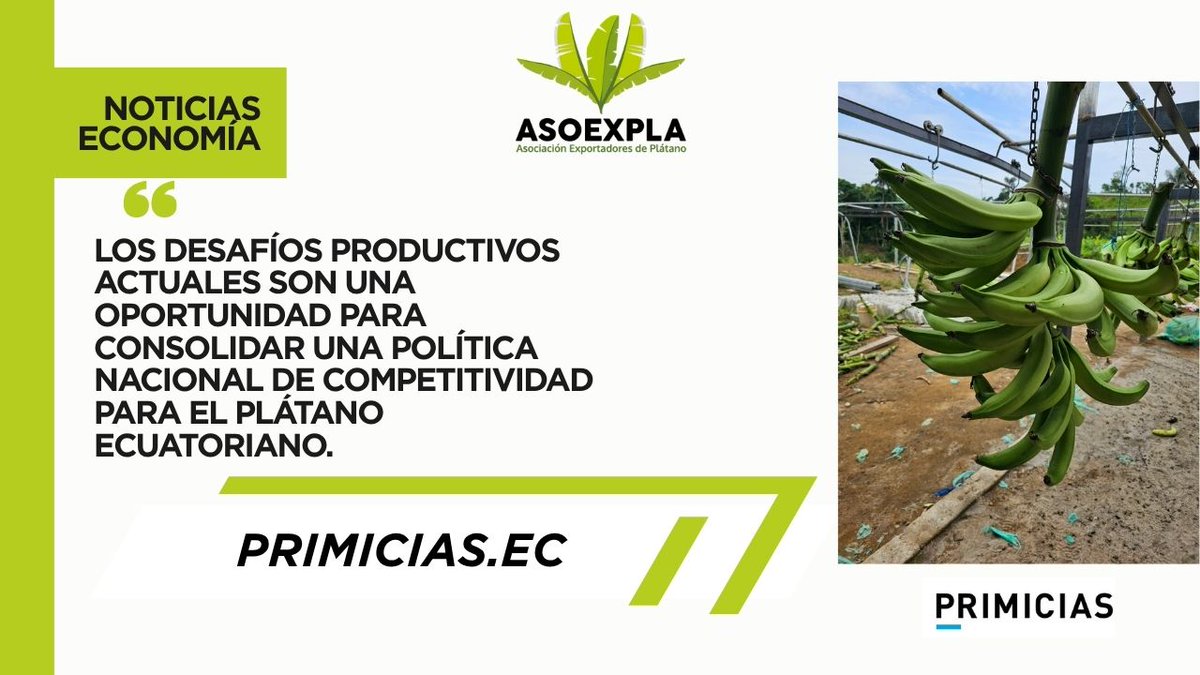 asoexpla's tweet image. 🎙️ En entrevista con @PrimiciasEc, nuestro Director Ejecutivo, Eduardo Manrique, señaló:

“Los desafíos productivos actuales son una oportunidad para consolidar una política nacional de competitividad para el plátano ecuatoriano.”

🔗 primicias.ec/economia/escas…

#ASOEXPLA #PlátanoEc
