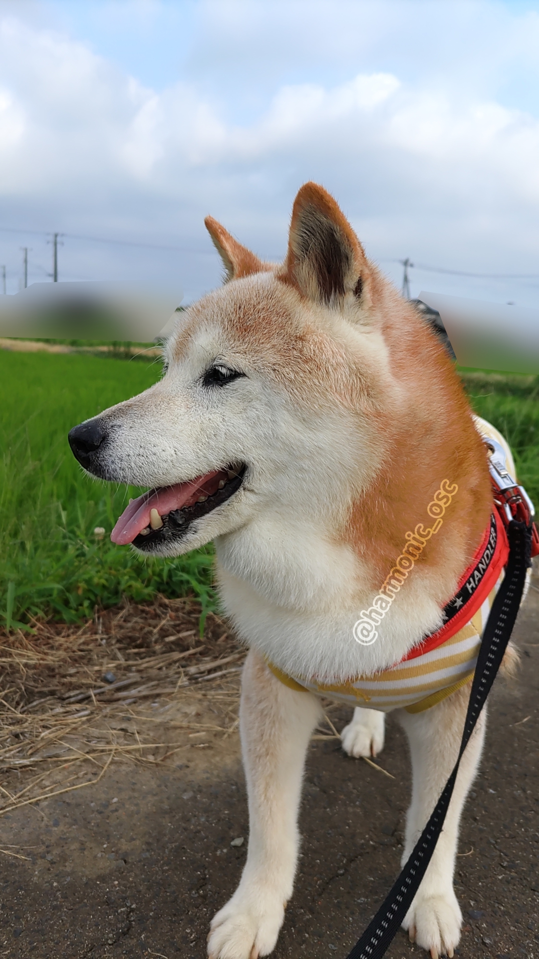 yutaka4848🐕🐾🎮💻_φ(・_・ on X: 