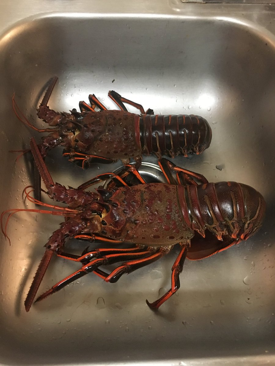 jakeboggan's tweet image. I was seducing a woman. I woke up at 230am, went lobster diving in the Pacific, flew from LAX to SLC that morning and cooked her a delicious green curry lobster dinner that night.
It worked, we're married.