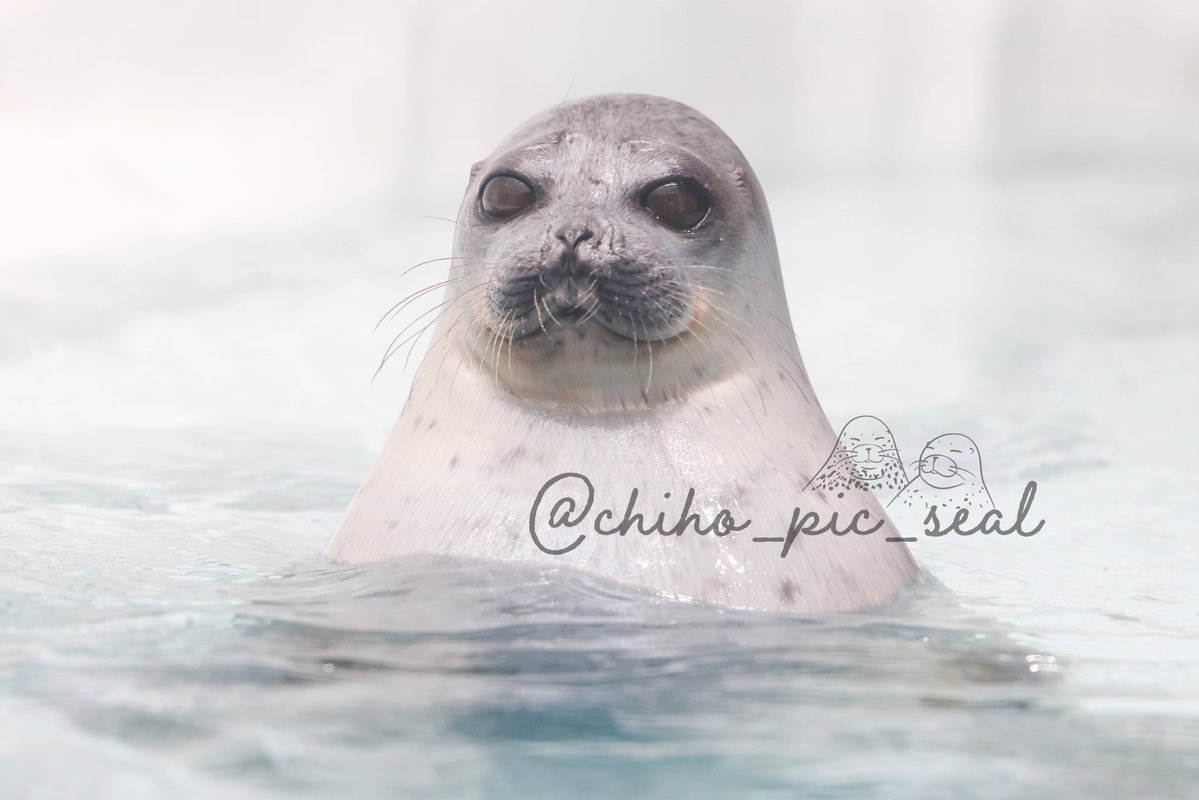 chiho_pic_seal's tweet image. ワモンアザラシのアラレちゃん♡
🦭Ringed seal / Arare
📆2025年撮影
📍 海遊館 Osaka Aquarium Kaiyukan
#海遊館
#ワモンアザラシ
#アザラシ
#seal