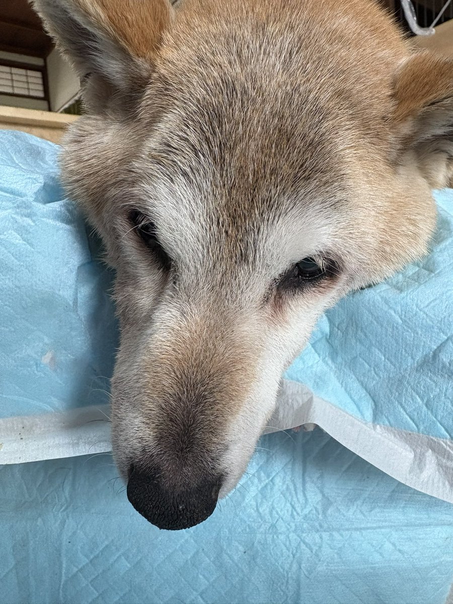 rouken_danka's tweet photo. 1週間の予定でご利用いただいてたきなこちゃん
腎臓病を患い自宅で点滴治療を1年頑張ったそうですが飼い主様のお仕事のご都合や1時間ごとに寝返りしたいと鳴くので寝不足が重なり精神的に辛くなり1週間だけ暖家をご利用くださいました。一生懸命闘病してきましたが今日AM2:00天国へ旅立ちました． https://t.co/k3Umr1GJCs