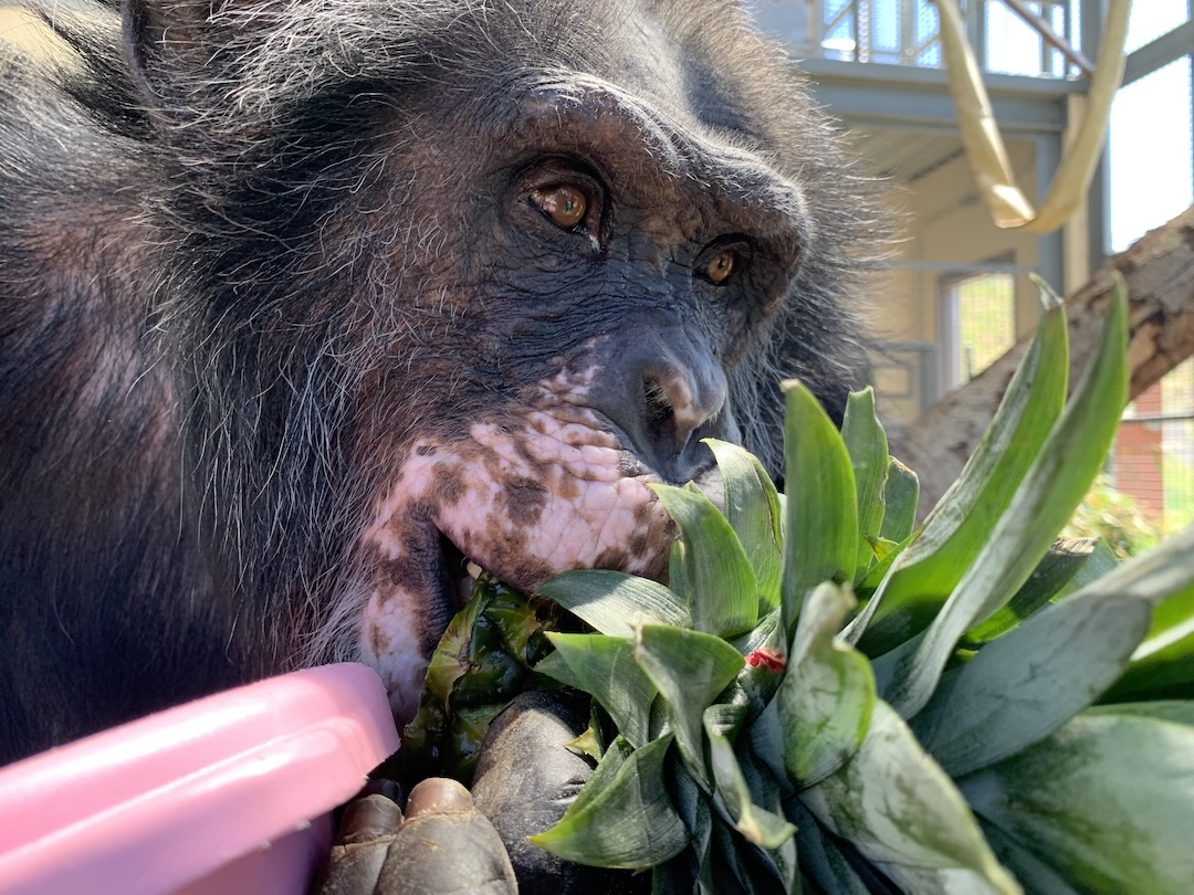 ChimpSanctuary's tweet image. -  chimpsnw.org/2025/07/82501/