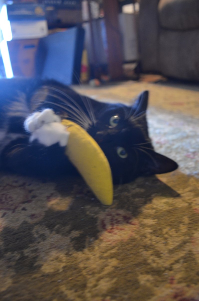 🍌
*ring ring*

Hello? El Gato Negro?🐈‍⬛

Janet Jackson! How have mew been doing?....
That's great!

How's your mom? Purrific! She needs to stay cool.

May I order a bunch of pizza box tacos &amp; your #TacoTuesday special for the #ChillTent?

Pick up in 20min? Thank mew!
*click*
🍌