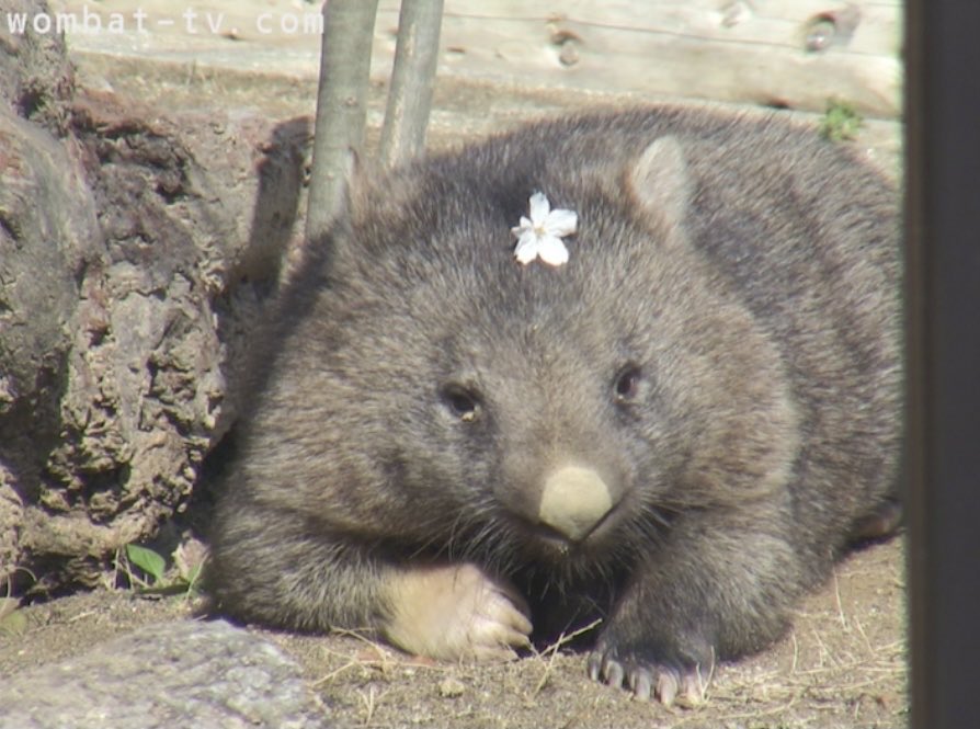 ウォンバット様 wombatwednesday - Search / X