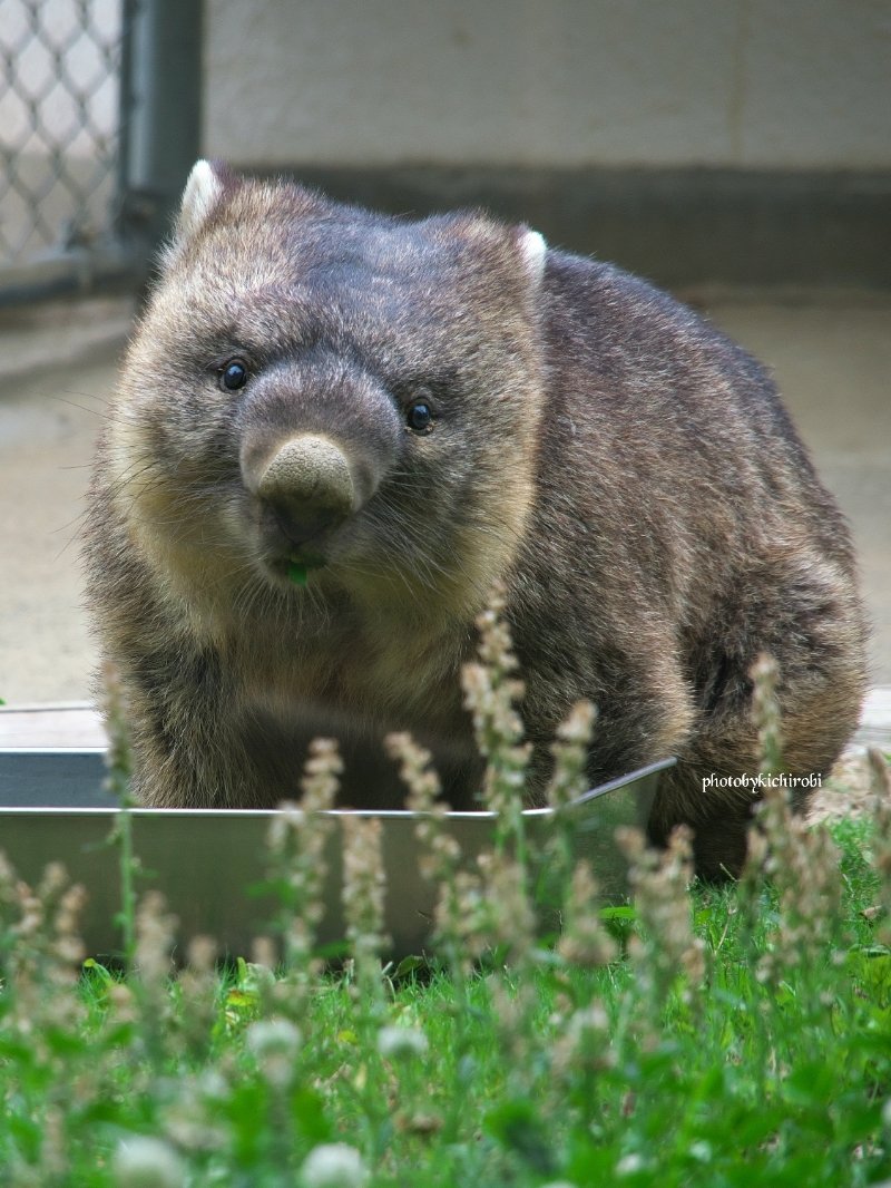 朝ごはん沢山たべた？
昼からは晴れるみたいだよー

　#ワイン　#ギネス世界記録　#世界最高齢　#wain #oldestwombat　#五月山動物園 　#池田市　#ウォンバット　　#wombat　#wombatlove　 #satsukiyamazoo