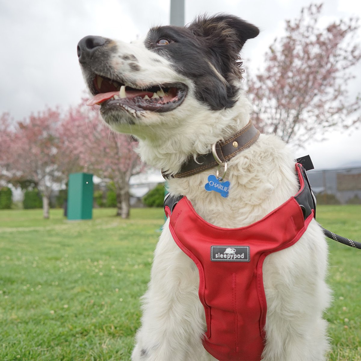 Forecast: stormy weather. Having a brightly colored safety harness like Clickit Terrain helps keep your pet visible in an emergency, not to mention safer in the car. 🎥 Check out Sleepypod's Emergency Preparedness with Pets video with preparedness tips from @thesafedog at