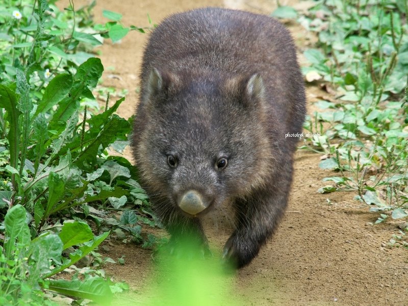 池田も雨かな
雨は嬉しいね

　#コウ　#コウくん　#kou　#ko #コウ君大好き　#ありがとうコウ君　#五月山動物園 　#池田市　#ウォンバット　　#wombat　#wombatlove　 #satsukiyamazoo