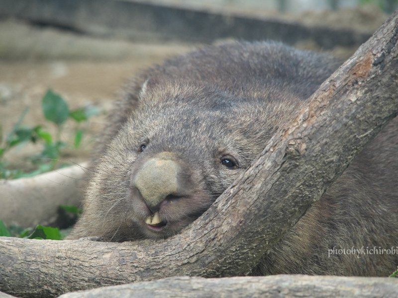 とろけるフクちゃん

　#フク　#フクちゃん　#フクくん　#fuku　#五月山動物園 　#池田市　#ウォンバット　　#wombat　#wombatlove　 #satsukiyamazoo