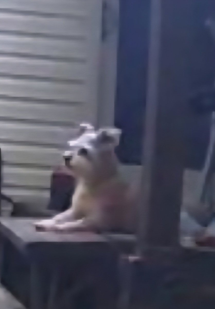MariettaDaviz's tweet image. My favorite thing. Seeing my dog on the security camera guarding the house ❤️🐾
#Reedus