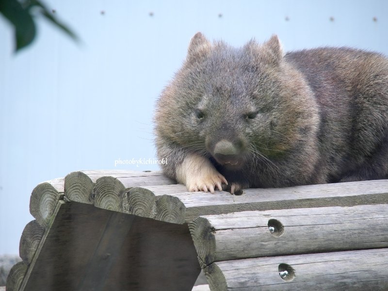 ちっちゃなアクビ

#ユキ　#ユキちゃん　#yuki　#五月山動物園 　#池田市　#ウォンバット　　#wombat　#wombatlove　 #satsukiyamazoo