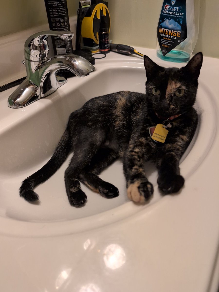 fortresschris's tweet image. All the money spent on cat beds and she relaxes in the sink