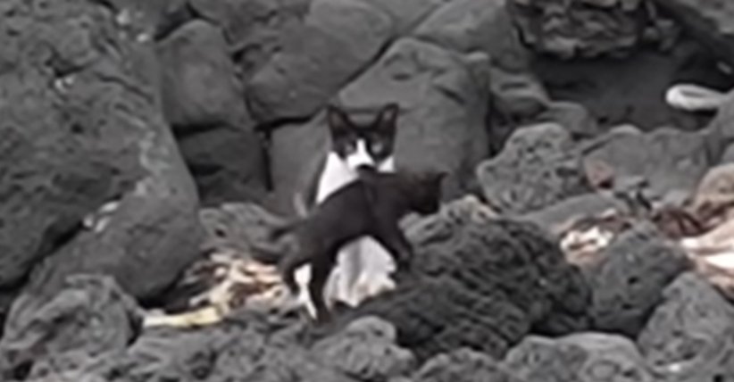 등 물고 내려 오는 것도 웃김. 힘드니까 아무 데나 일단 물고 봄 ㅋㅋㅋㅋ