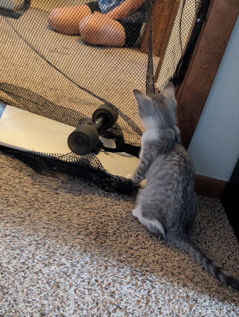 TTVdaws__'s tweet image. Today was the first time Miku met Teto! They were very good, there was a decent bit of hissing and a tiny bit of growling but they both played in the same room and ate together! A fantastic start