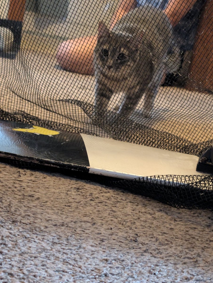 TTVdaws__'s tweet image. Today was the first time Miku met Teto! They were very good, there was a decent bit of hissing and a tiny bit of growling but they both played in the same room and ate together! A fantastic start