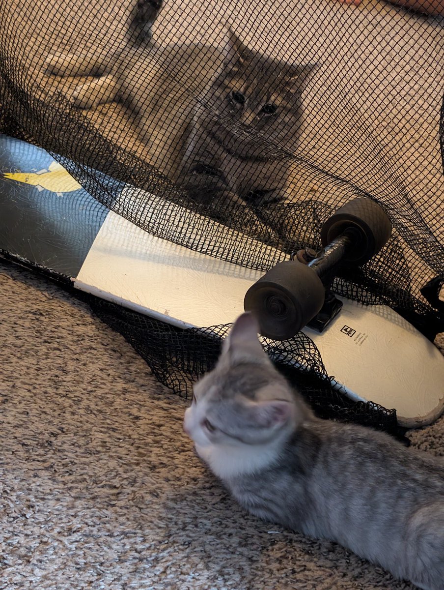 TTVdaws__'s tweet image. Today was the first time Miku met Teto! They were very good, there was a decent bit of hissing and a tiny bit of growling but they both played in the same room and ate together! A fantastic start