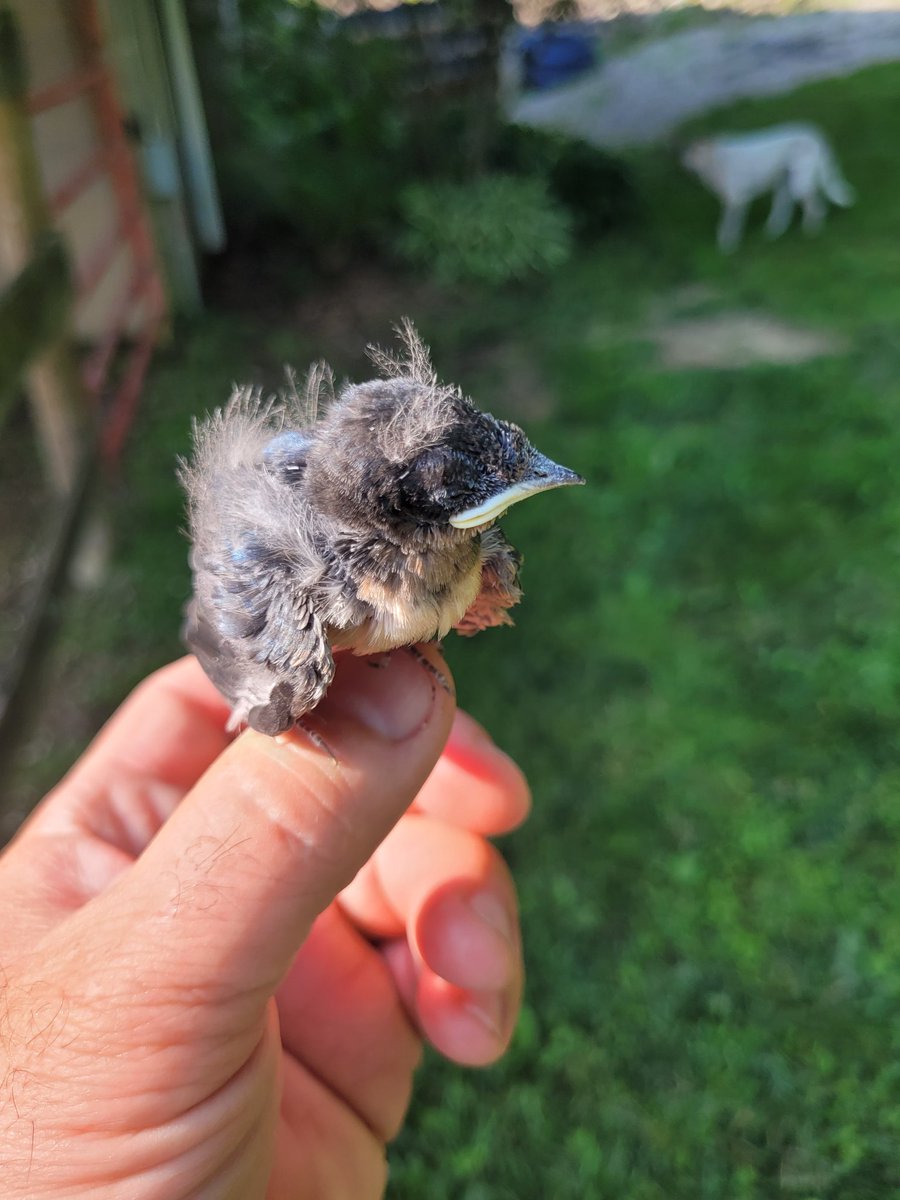 I put it back in a nest, one of three with babies still in them. It's not like there's a Love of Louie page for next generation pest control workers...

#babybird #barnswallow #earlybird #notquitereadytofly
