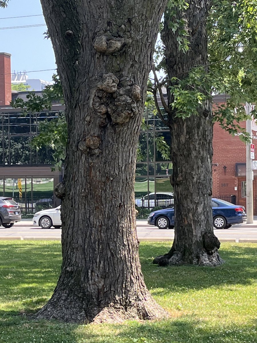 justingodard's tweet image. With all the wildfires and pollution we need trees than ever! And it will take the entire life of a human (85 years plus) for their trunk to get this thick.. feel like theyโre way under-appreciated! ๐ณ #thicktrunktuesday
