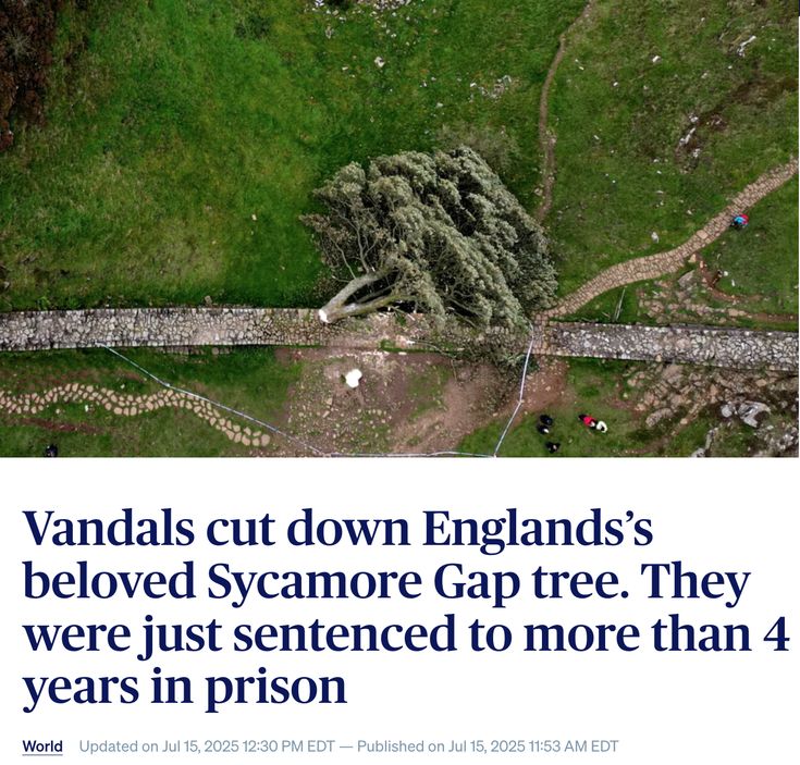 Schenley_Farms's tweet image. "In England, Tree Preservation Orders (TPOs) are used to protect trees, including those in private gardens, if they offer public amenity benefits. TPOs make it an offense to damage or destroy protected trees without permission from the local authority."