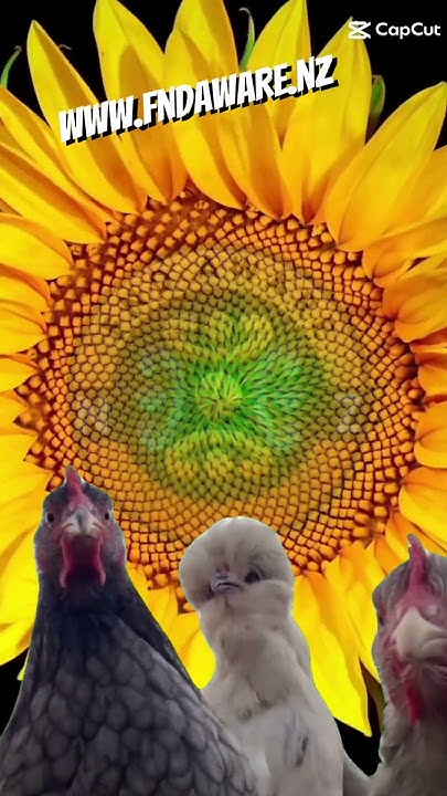 kere forfnd tweet media