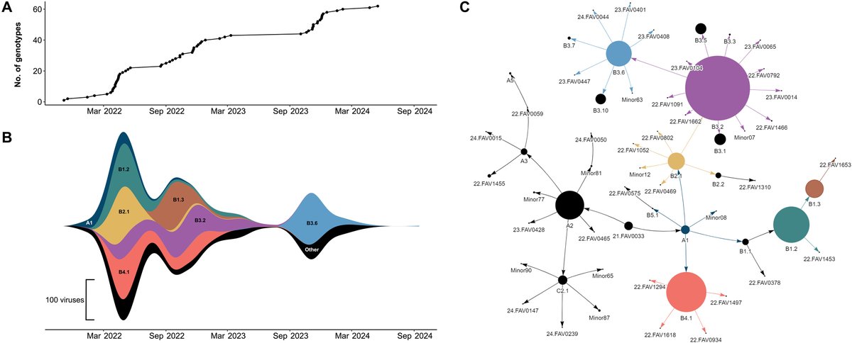 ScienceAdvances's tweet image. In new research, scientists map how a subgroup of H5N1 variants diversified and spread during the North American outbreak. scim.ag/4eLrg0o