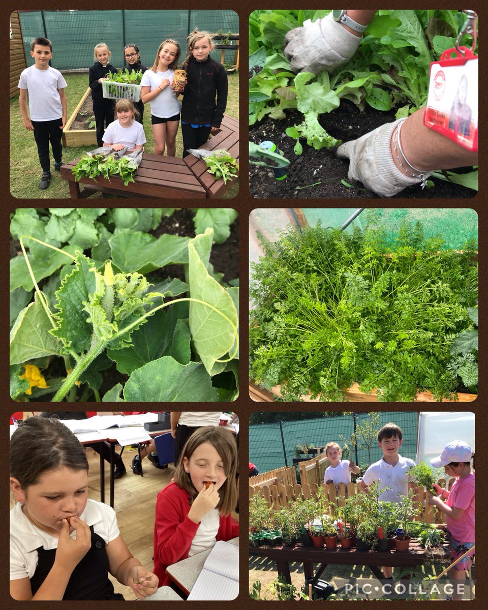 Today we have been tasting the tomatoes we have grown! ‘Yummy, juicy and fresh…  Really sweet, a nice texture… I could eat more! … I am proud that we grew these!’ Thank you to everyone who has supported us and to <a href="/VegPowerUK/">Veg Power</a> We have loved our garden project! <a href="/TheRoseLearning/">Rose Learning Trust</a>