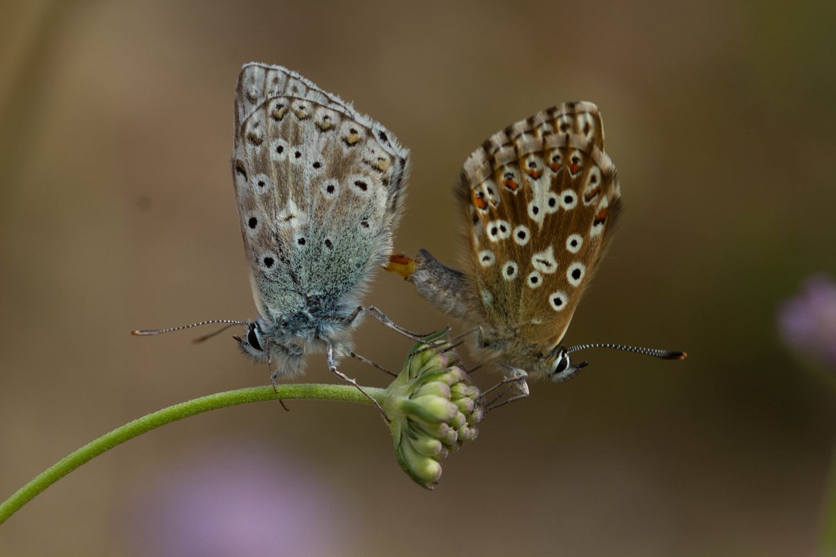 Spent a nice couple of hours with the Warham Camp chalkhill blues over the weekend
<a href="/BC_Norfolk/">BC Norfolk</a>