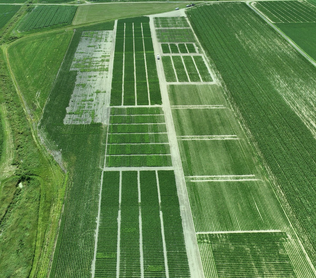 Waterhemp giving you a hard time?

Join us for the 2025 #WiscWeeds Integrated #Waterhemp Management Plot Tour!

🗓️ Thursday, August 7, 2025
📍 O'Brien Family Farm, Brooklyn, WI
🕞 Starts at 3:30 PM
🍽️ Brat dinner at 6:15 PM

Featuring research on:
✅ PRE &amp; POST herbicide programs