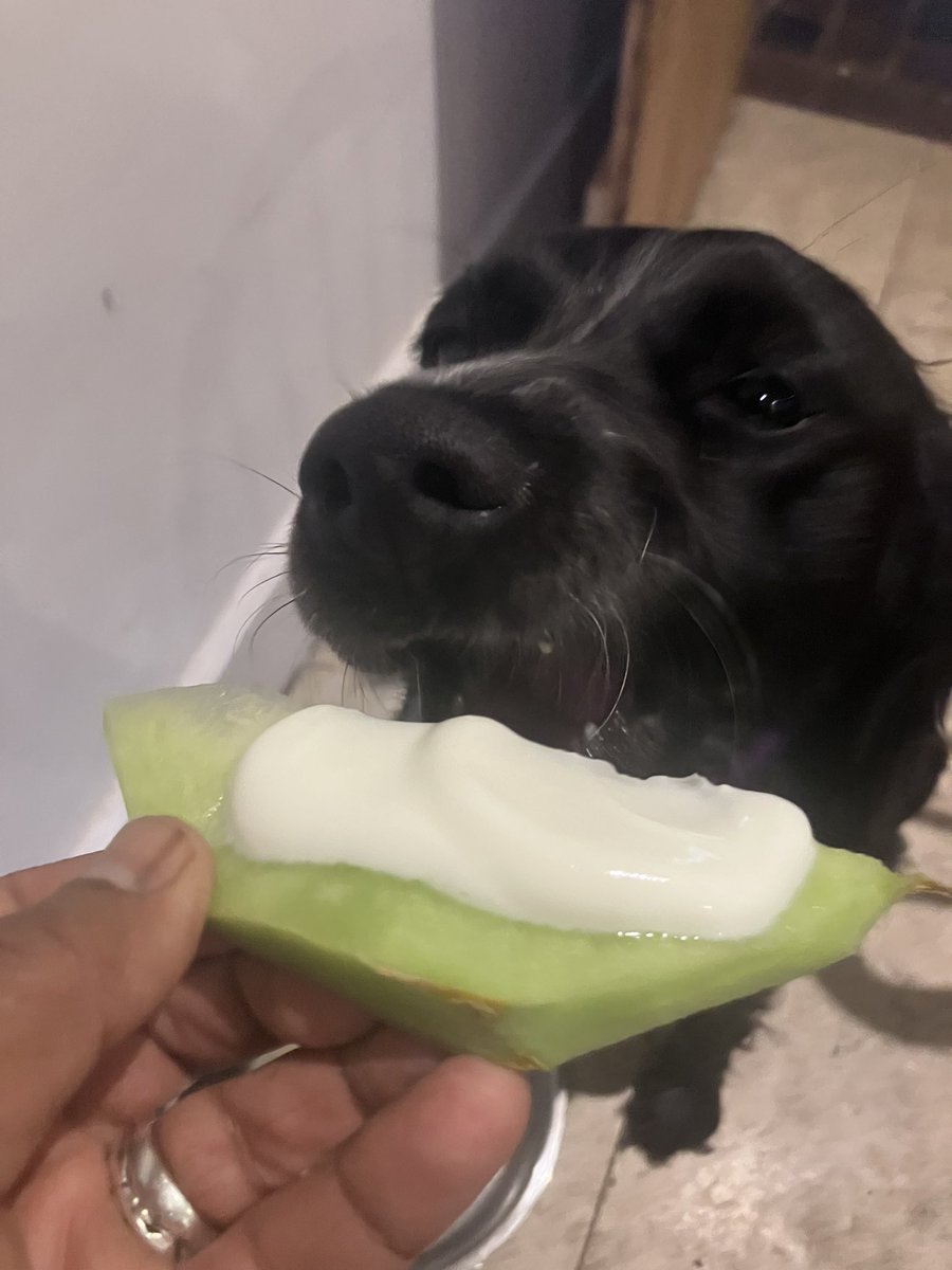 PiperSprocks's tweet image. It’s my tiny #tongueouttuesday wen Dad giv me lovely piece of melon wiv yog becos I did try hard to cheer da hooms up this evening wen thay had da sads ❤️🩹🐾🌸♥️🐕🦺
