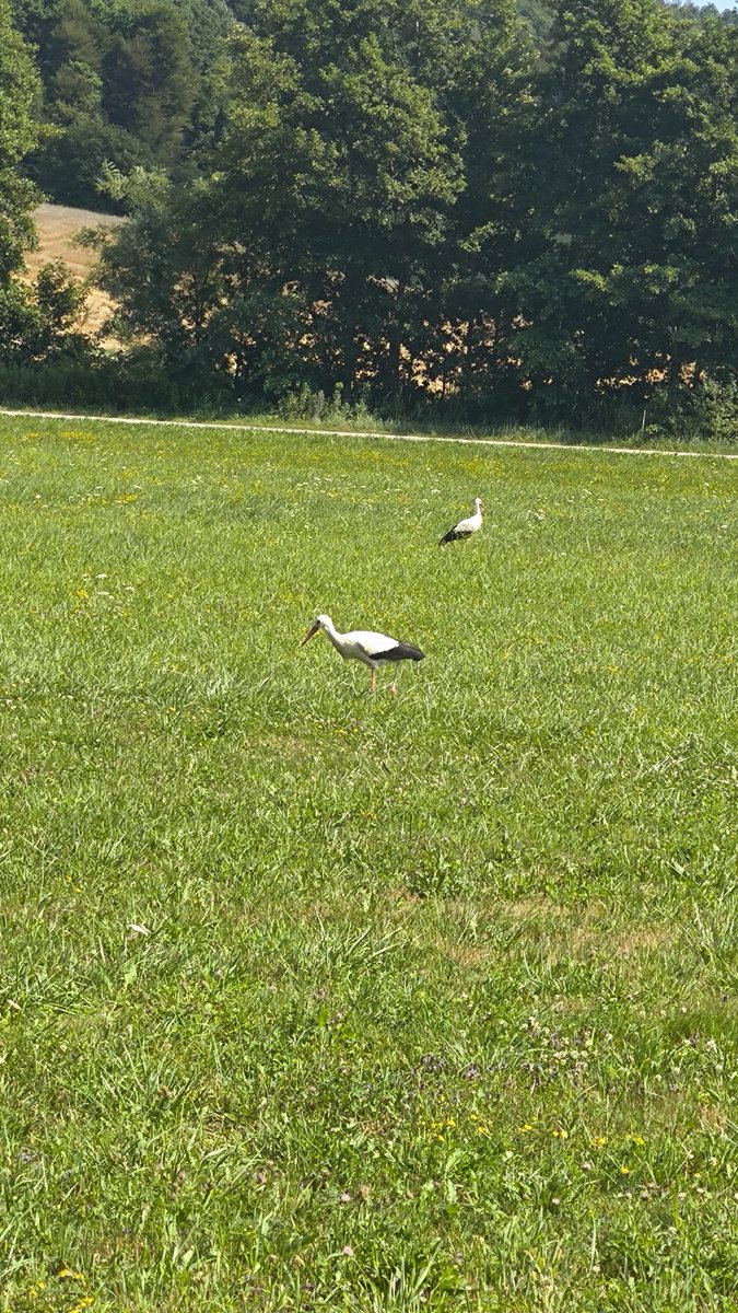 Včasih je fajn skrenit z AC in s pomočjo gugla zalutat nekam v tri prekrasne, da lahko ob neki bajti vidiš na ketno pripetega plastičnega psa. 
Slike ni, ker sem od LOLa skor zletela s ceste. 
Sem pa uspela slikat tile dve modelki.