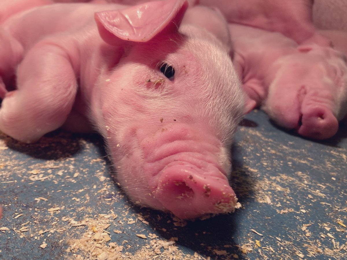 Truste ….
Vanuit de warme kraamkamers 🥰❤️🐷