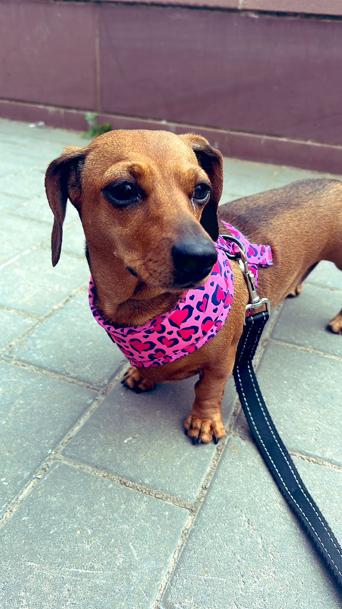 Hiya 🐾🤍