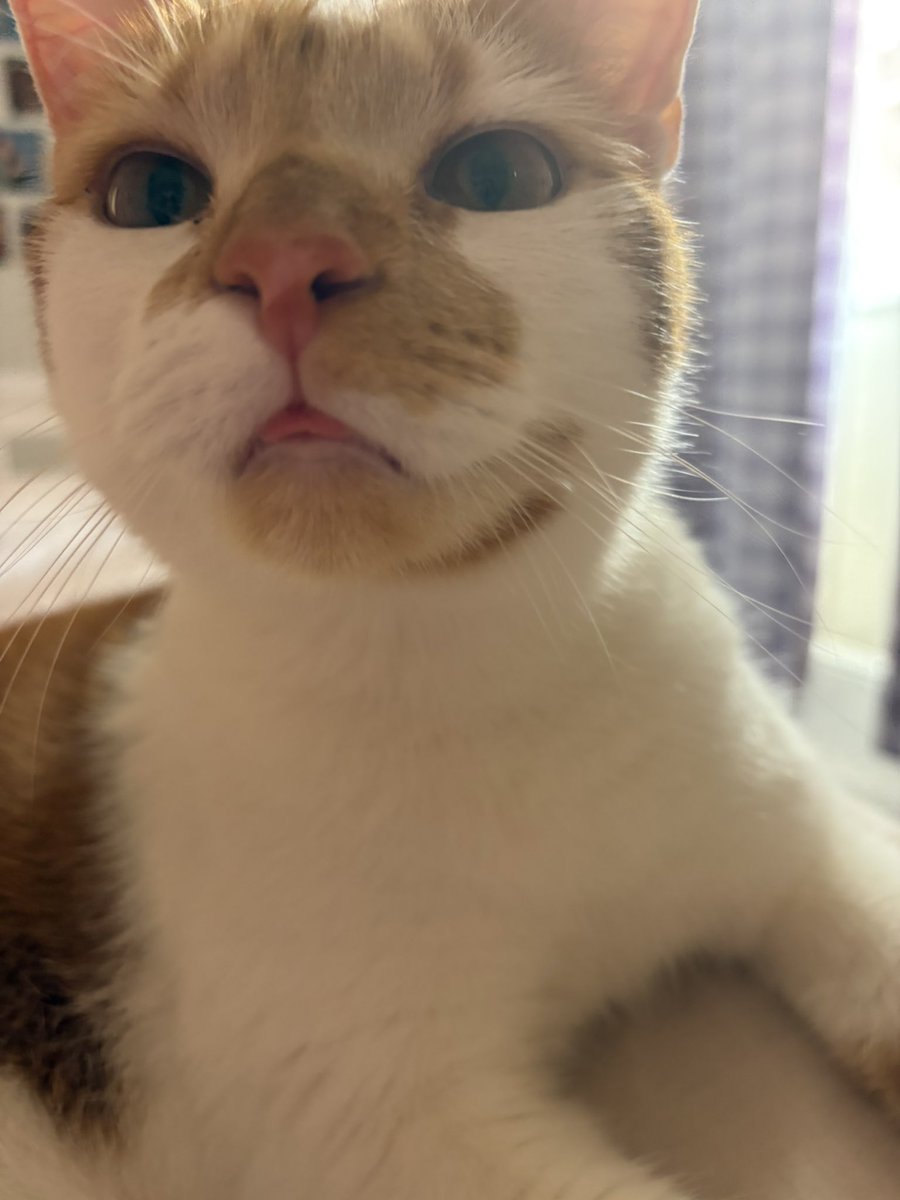 binkywinkywoo's tweet image. blmp 👅