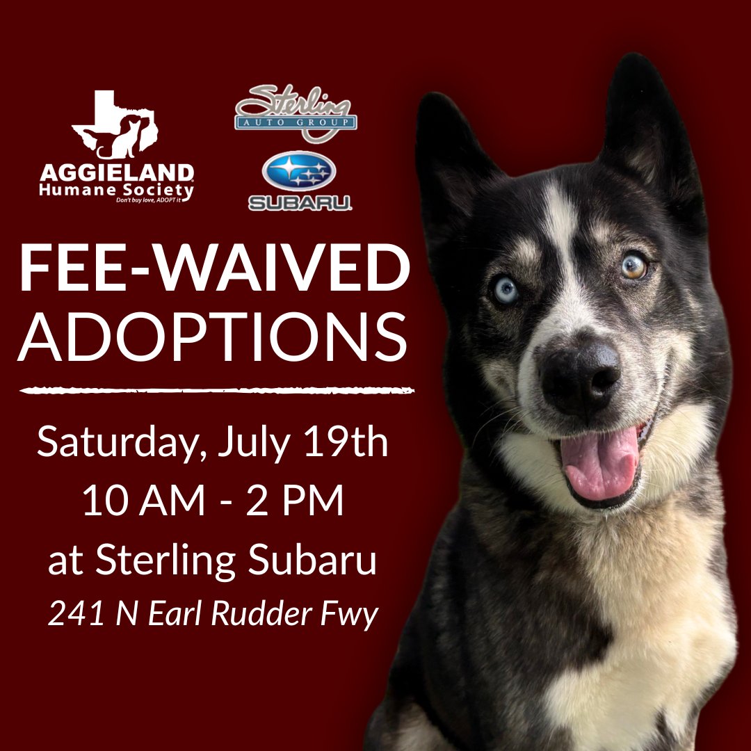 AggielandHumane's tweet image. Start your engines… and your next adventure! Free adoptions coming to Sterling Subaru!
Ready to find your co-pilot? Cruise on over to Sterling Subaru this Saturday, July 19, from 10-2PM. Dozens of adoptable cats, dogs, puppies, and kittens will be eagerly awaiting your arrival!
