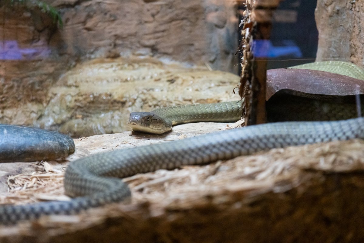 buffalozoo's tweet image. Celebrating these sssspectacular animals on World Snake Day! 🐍

Did you know that over 3,000 snake species exist around the world? They are found in the wild on every continent except Antarctica!