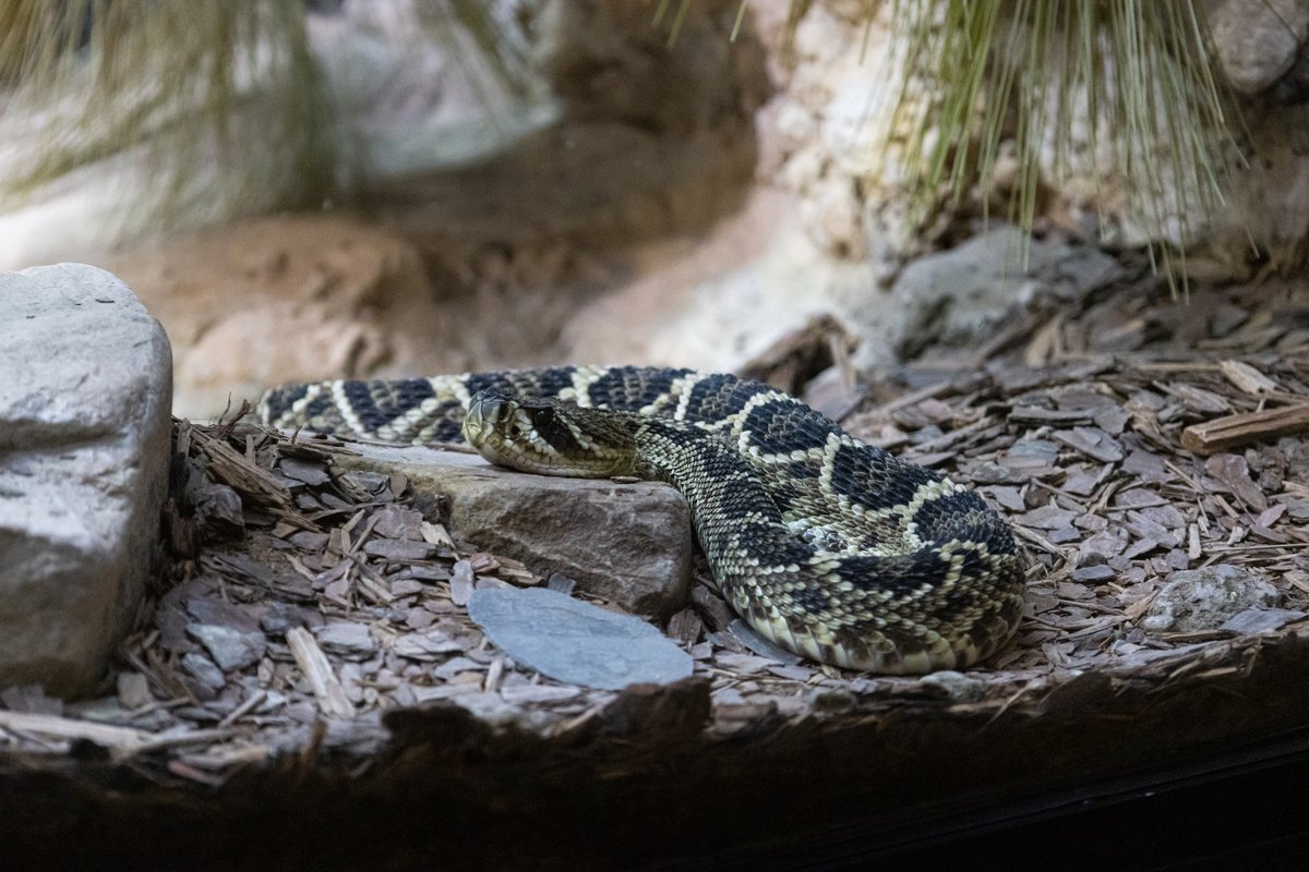 buffalozoo's tweet image. Celebrating these sssspectacular animals on World Snake Day! 🐍

Did you know that over 3,000 snake species exist around the world? They are found in the wild on every continent except Antarctica!