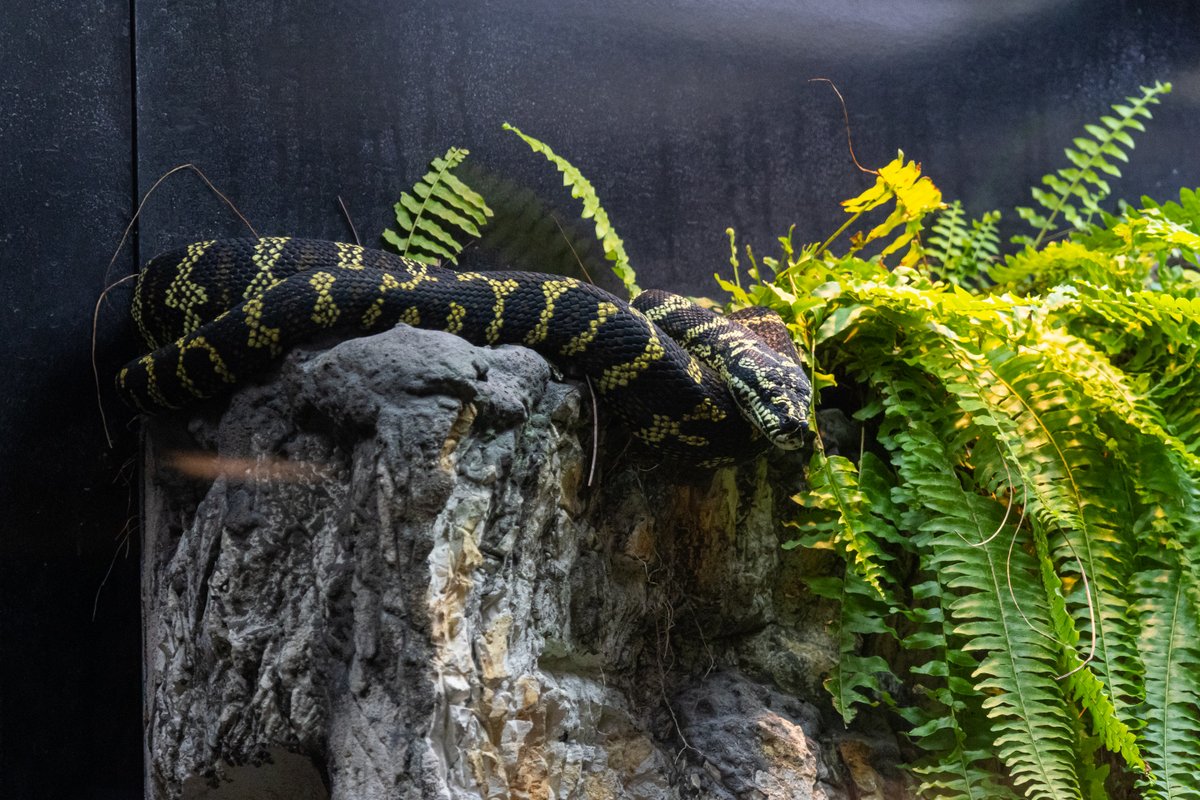 buffalozoo's tweet image. Celebrating these sssspectacular animals on World Snake Day! 🐍

Did you know that over 3,000 snake species exist around the world? They are found in the wild on every continent except Antarctica!